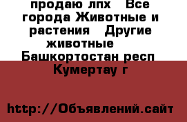 продаю лпх - Все города Животные и растения » Другие животные   . Башкортостан респ.,Кумертау г.